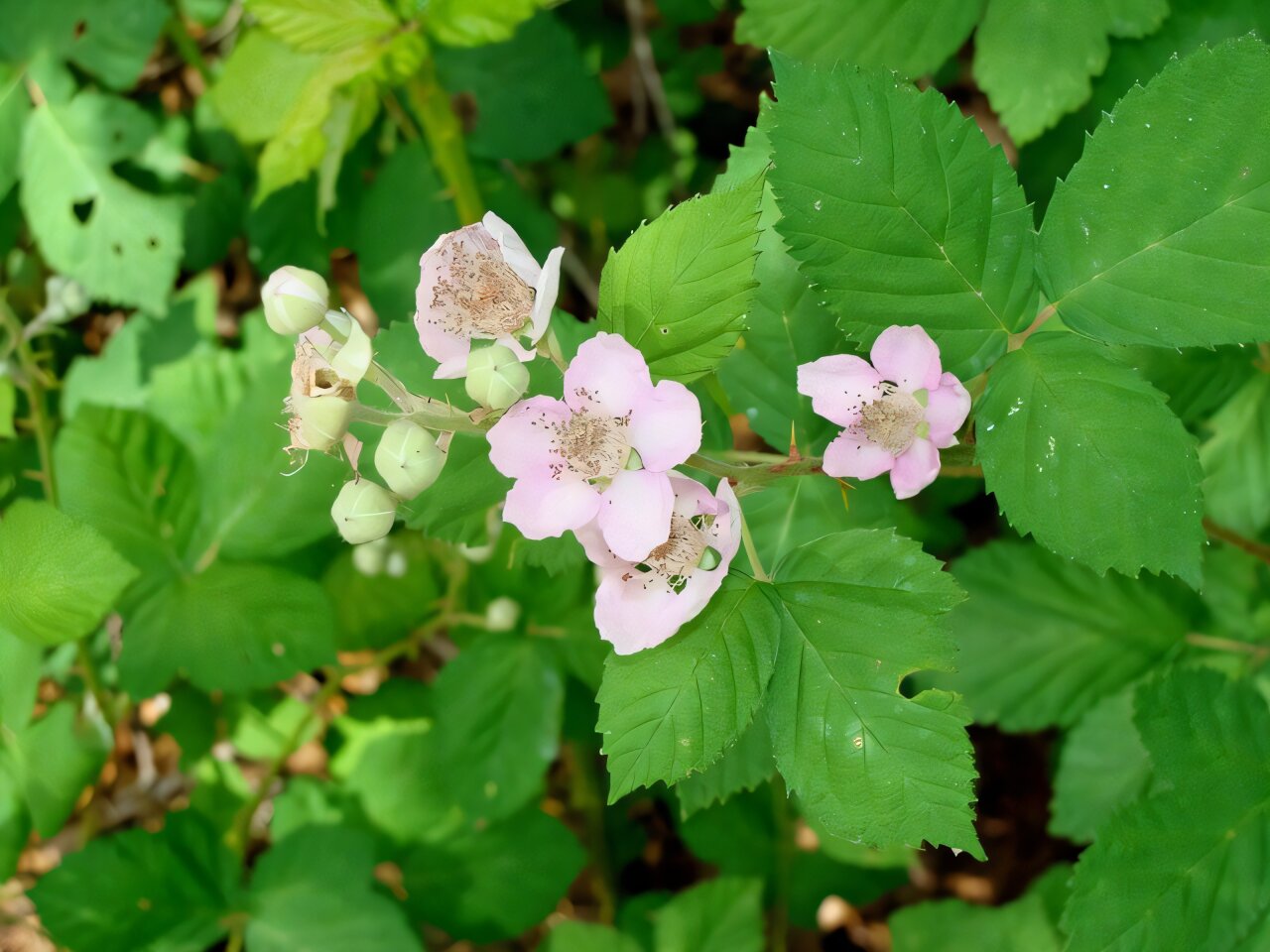 Drones Can Offer A Faster More Precise Way To Measure Blackberry Flowering